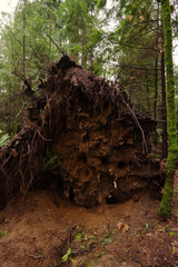 uprooted tree