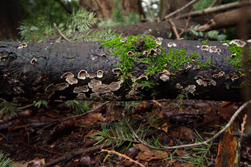 crust fungus