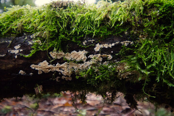 Crust Fungus (Xylobolus subpileatus)