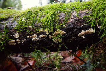 Crust Fungus (Xylobolus subpileatus)