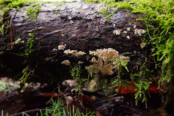 Crust Fungus (Xylobolus subpileatus)