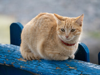 Katze
