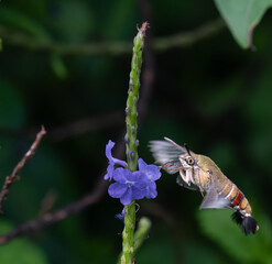 The beautiful hummingbird hawk moth hovering in mid air with its wings outstretched, facing a cluster of blue flowers. The background is blurred , good depth of field.