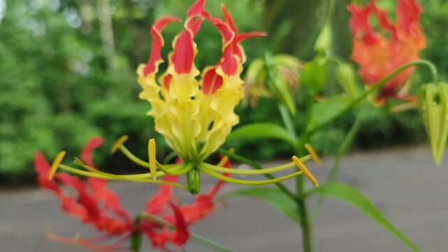 beautiful flame lily flowers