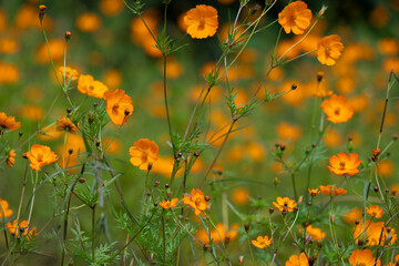 The vibrant orange cosmos flower in full bloom, standing tall against a backdrop of blurred greed foliage. Several unopened buds are visible.
