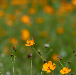 The vibrant orange cosmos flower in full bloom, standing tall against a backdrop of blurred greed...