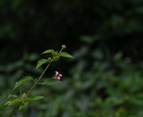 The beautiful west Indian lantana flower standing tall against a blurred green background.