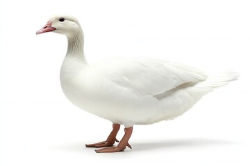 Obraz premium White goose isolated on white background.