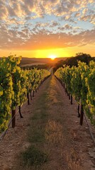 Fototapeta premium Beneath a vibrant sky, grapevines radiate with a golden hue as the sun sets over the vineyard, inviting peaceful reflections and celebration of nature’s bounty