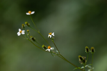 The beautiful white bidens alba flowers with bright yellow centers, seemingly swaying gently in the breeze. the background is soft and blurred green foliage. 