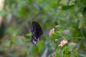 The beautiful common blue bottle butterfly, Papilio polymnester with vibrant blue wings and black marking perched on a pink and yellow lanntana flower.The flower adds a pop of color and contrast.