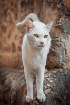 white colored domestic cat on a stone wall