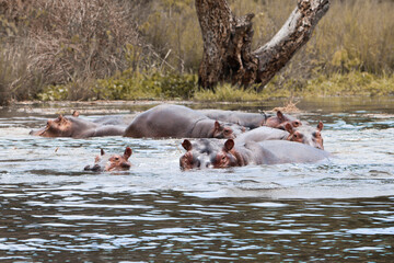 Multiple hippos swimming in the Nile river looking angry at the camera seen during boat safari on...