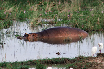 Wild hippo sleeping in the water of Nile river in Murchison Falls Naiional Park in Uganda. Wet grassland surroundings 