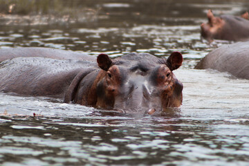 Wild angry hippo starring at the camera with its head above the water during boat safari in Murchison Falls National Park in Uganda. More hippos in the backgroungd. 
