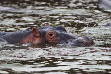Wild hippo showing its ears, eyes and nostrils swimming in Nile rive during boat safari in Murchison Falls National Park in Uganda 