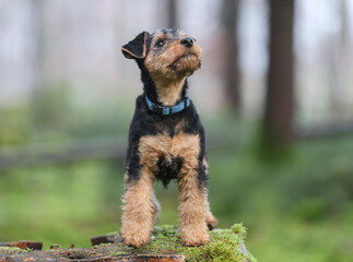 Playful young Welsh Terrier gundog hunting dog puppy is posing in the forest, looking straight at the camera.