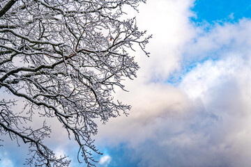 Snow on a tree in a forest