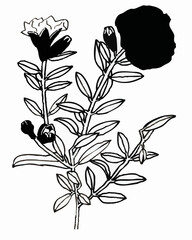 Pomegranate - Ink Art - Hand drawn