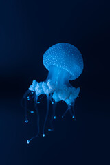 Beautiful jellyfish floating in the water, close up image.