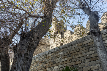 Fototapeta premium Trees in the old town, medieval castle walls