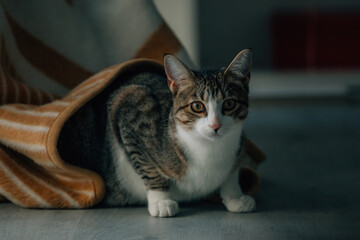 domestic cat pet at home