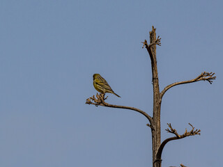 Kanarenpieper