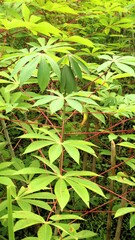 Cassava plants growing in a field, a staple food crop. Ready for harvest, cassava plants grow in fertile agricultural land. 