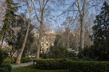 Trees in the park outdoor