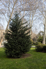 Trees in the park outdoor