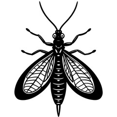 black and white butterfly