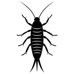 cockroach isolated on white background