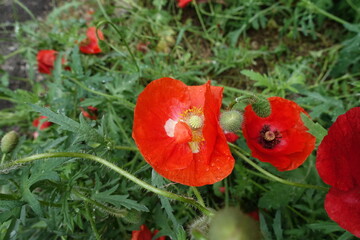 Bright red flowers of field poppy in June