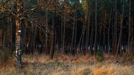 Obraz premium Forêt des Landes de Gascogne, en fin de soirée