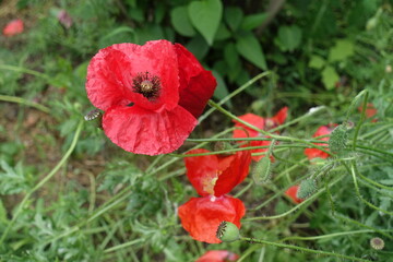 Fototapeta premium Closed buds and red flowers of field poppy in June