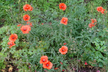 Florescence of red field poppies in June