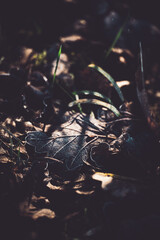 frostiger Sonnenstrahl