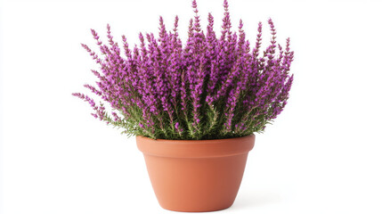 Blooming purple broom heather plant - erica gracilis - in terracotta flower pot isolated on white background