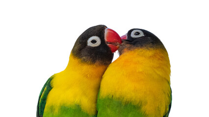 Two parrots exchanging love through their beaks. Transparent background
