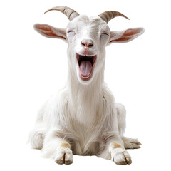 Realistic Laughing Goat Isolated on Transparent Background