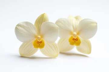 Fototapeta premium Two white flowers with bright yellow centers on a simple white background