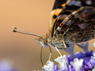 Schmetterling