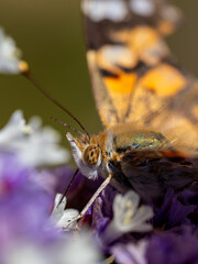 Schmetterling