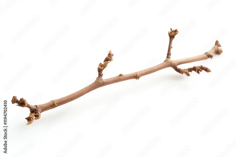 Poster a close-up shot of a bare tree branch