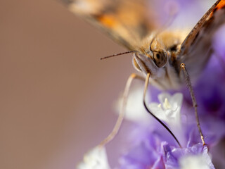Schmetterling