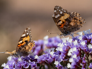 Schmetterling