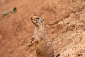 Prairie dog in a lookout position, upright, standing on two legs to sniff the air and check for danger. Concept of control, danger, safety, alertness, sharp eyesight, defense. Banner header image.