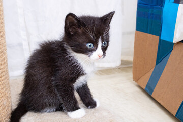 A delightful black and white kitten is sitting beside a cardboard box