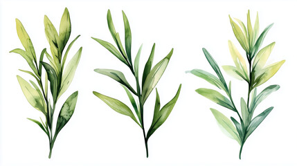 Watercolor set of green rosemary sprigs isolated on white background