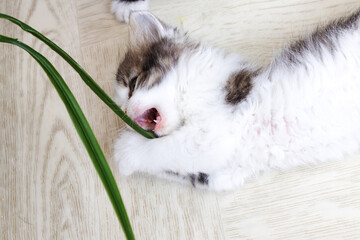 A small, playful kitten is chewing on a green plant using its mouth wide open